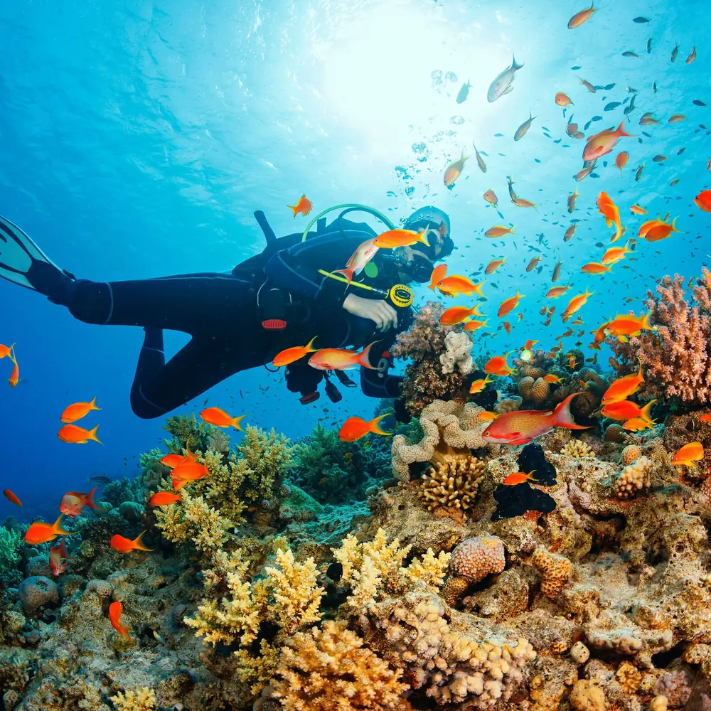 Dalış Turu (Diving)